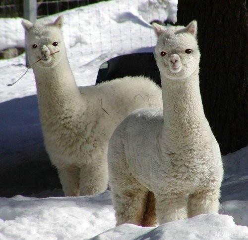 llamas