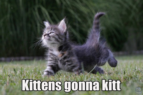 kittens